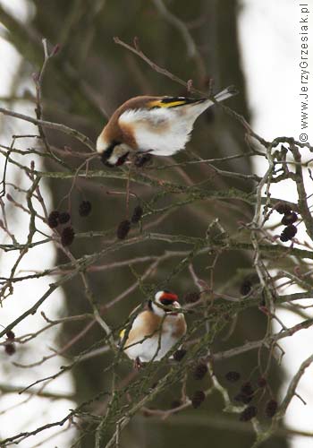 Szczygie - Carduelis carduelis